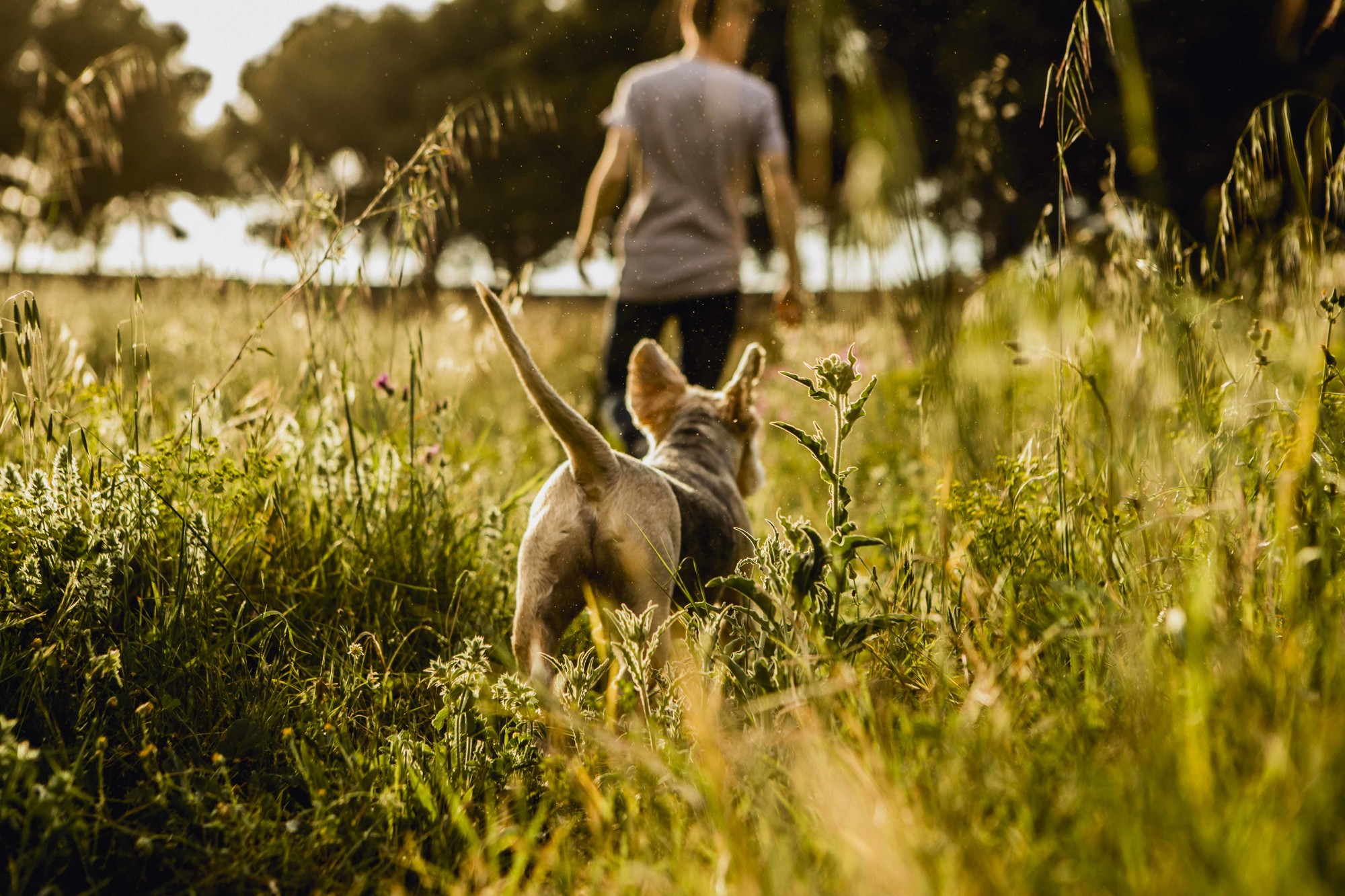 Fotografos de perros malaga-3