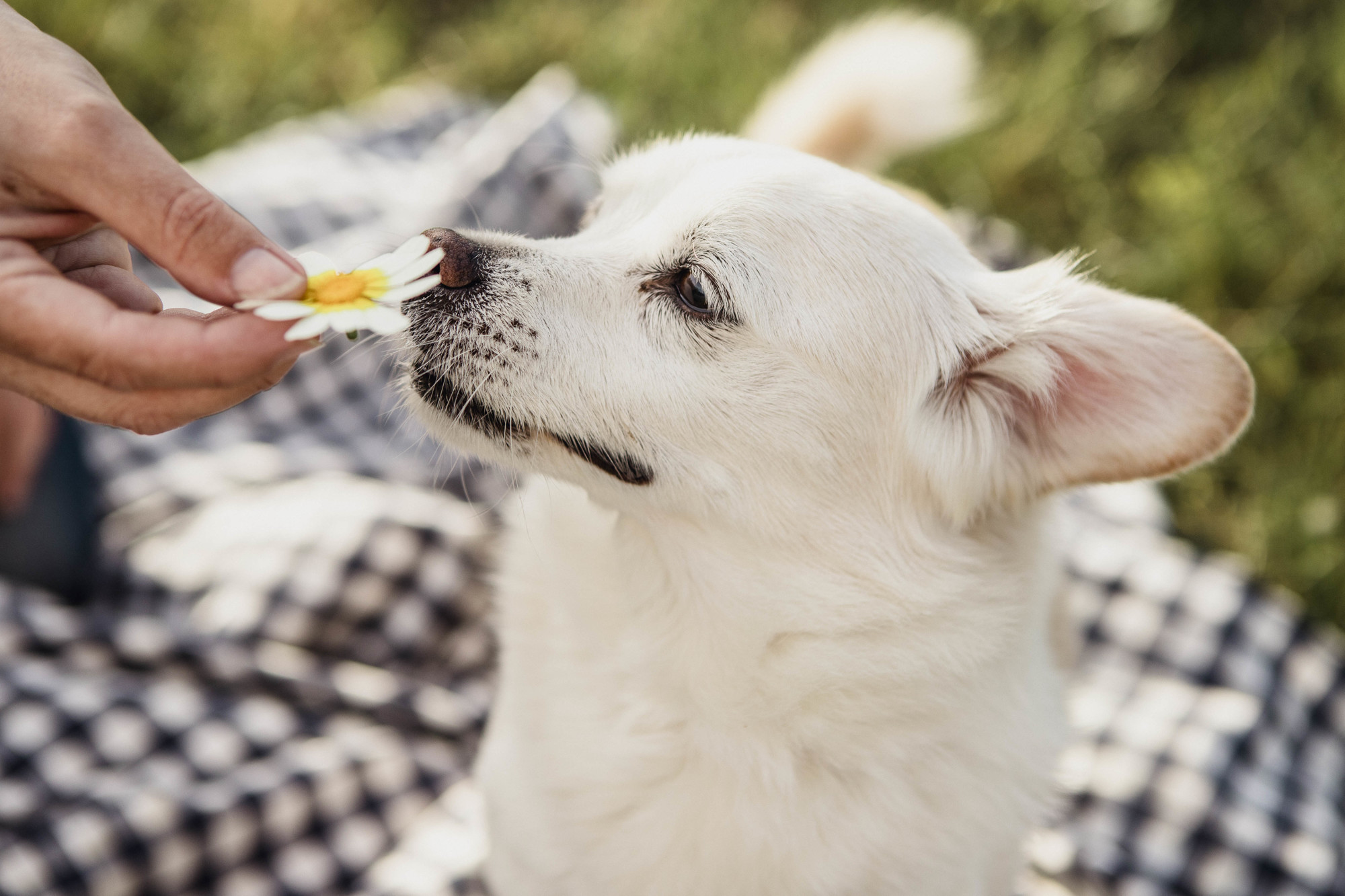 Fotografos de perros malaga-4